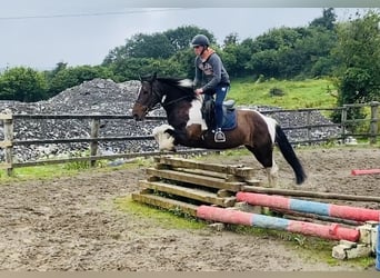 Cob, Ruin, 7 Jaar, 158 cm, Gevlekt-paard