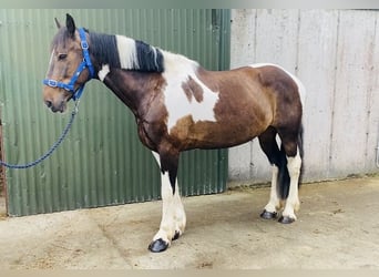 Cob, Ruin, 7 Jaar, 158 cm, Gevlekt-paard