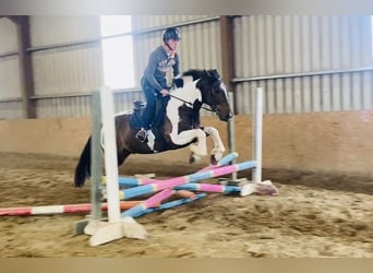 Cob, Ruin, 7 Jaar, 158 cm, Gevlekt-paard