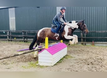 Cob, Ruin, 7 Jaar, 158 cm, Gevlekt-paard