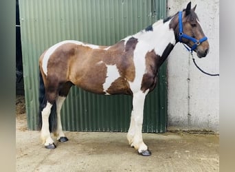 Cob, Ruin, 7 Jaar, 158 cm, Gevlekt-paard