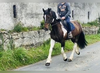 Cob, Ruin, 7 Jaar, 158 cm, Gevlekt-paard