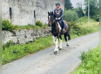 Cob, Ruin, 7 Jaar, 158 cm, Gevlekt-paard