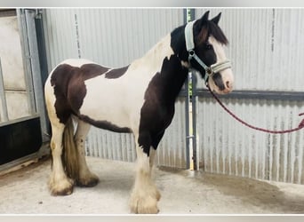 Cob, Ruin, 8 Jaar, 133 cm, Gevlekt-paard