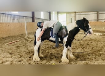 Cob, Ruin, 8 Jaar, 133 cm, Gevlekt-paard