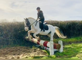 Cob, Ruin, 8 Jaar, 145 cm, Gevlekt-paard