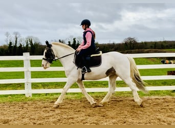 Cob, Ruin, 8 Jaar, 145 cm, Gevlekt-paard