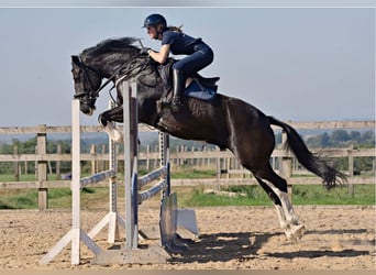Cob Mix, Ruin, 8 Jaar, 158 cm, Zwart