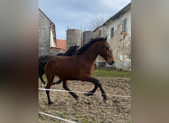 Cob Mix, Hengst, 2 Jahre, 16 hh, Brauner