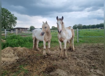 Cob, Stallion, 3 years, 13,2 hh, Palomino