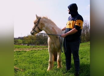 Cob, Stallion, 3 years, 13,2 hh, Palomino