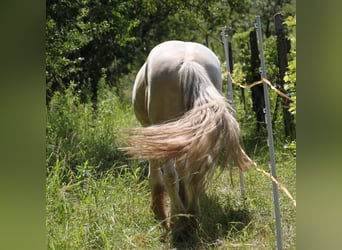 Cob, Stallion, 3 years, 13,2 hh, Palomino