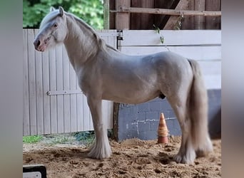 Cob, Stallion, 5 years, 13,1 hh, Sabino