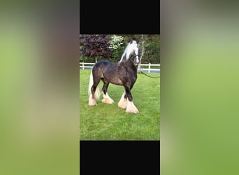 Cob, Stallion, 5 years, 14.1 hh, Grey-Dapple