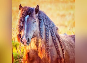 Cob, Stallion, 6 years, 14,2 hh, Black