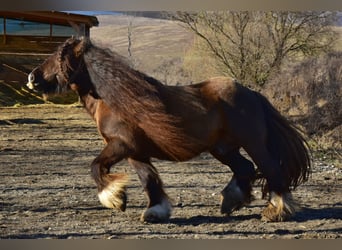 Cob, Stallion, 7 years, 15.2 hh, Brown