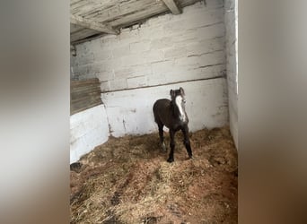 Cob, Stallion, Foal (04/2024), 13 hh, Gray