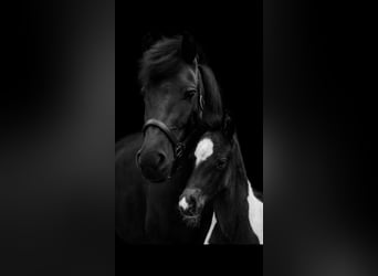 Cob, Stallion, Foal (04/2025), 14,2 hh, Pinto