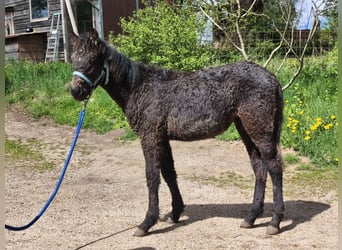 Cob, Stallion, Foal (01/2026), Black