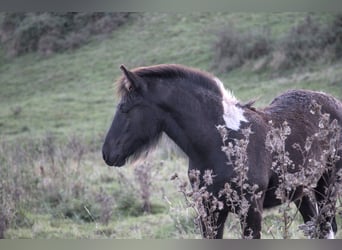 Cob, Stallion, Foal (06/2024), Tobiano-all-colors