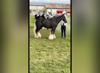 Cob, Stallone, 5 Anni, 147 cm, Grigio pezzato