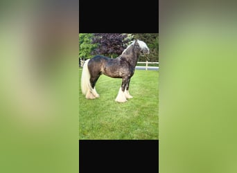 Cob, Stallone, 5 Anni, 147 cm, Grigio pezzato