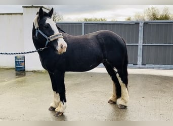 Cob, Sto, 11 år, 140 cm