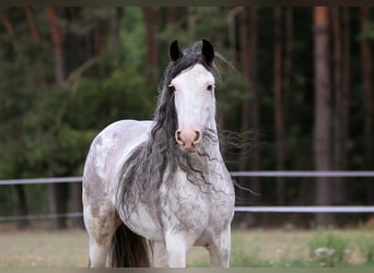 Cob, Sto, 11 år, 149 cm, Sabino