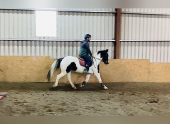 Cob, Sto, 11 år, 156 cm, Pinto