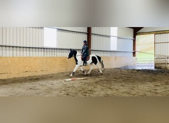 Cob, Sto, 11 år, 156 cm, Pinto