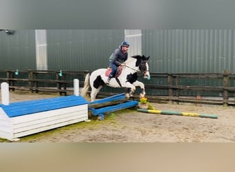 Cob, Sto, 11 år, 156 cm, Pinto