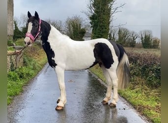 Cob, Sto, 11 år, 156 cm, Pinto