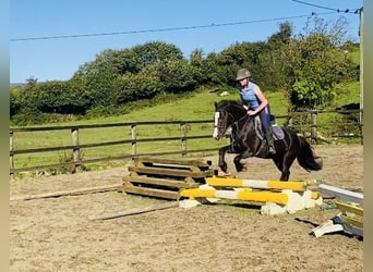 Cob, Sto, 4 år, 148 cm, Brun