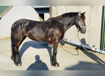 Cob, Sto, 4 år, 148 cm, Brun