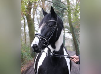 Cob, Sto, 7 år, 155 cm, Pinto