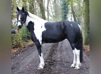 Cob, Sto, 7 år, 155 cm, Pinto