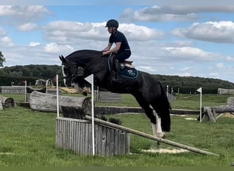 Cob, Stute, 11 Jahre, 140 cm