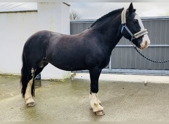 Cob, Stute, 11 Jahre, 140 cm