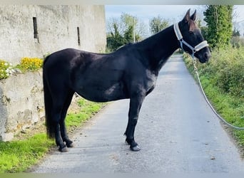 Cob, Stute, 12 Jahre, 148 cm, Rappe