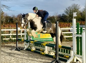 Cob, Stute, 12 Jahre, 148 cm, Schecke