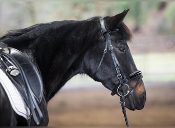 Cob, Stute, 12 Jahre, 152 cm, Brauner