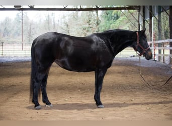 Cob, Stute, 12 Jahre, 152 cm, Brauner