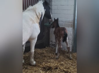 Cob, Stute, 13 Jahre, 113 cm, Schecke