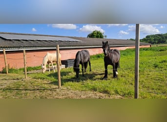 Cob, Stute, 14 Jahre, 153 cm, Rappe