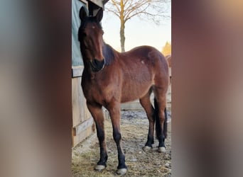 Cob, Stute, 14 Jahre, 166 cm