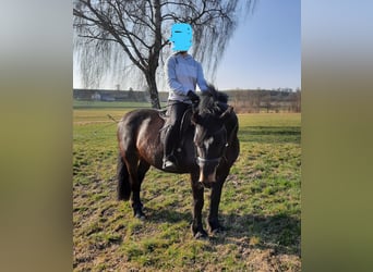 Cob, Stute, 15 Jahre, Schwarzbrauner