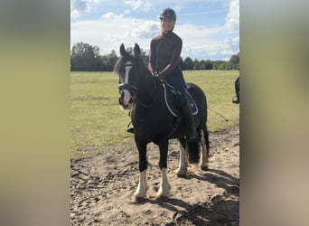 Cob Mix, Stute, 16 Jahre, 148 cm, Rappe