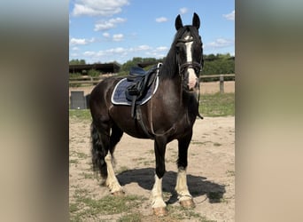 Cob Mix, Stute, 16 Jahre, 148 cm, Rappe