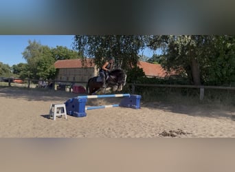 Cob Mix, Stute, 16 Jahre, 148 cm, Rappe