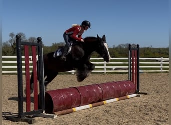 Cob, Stute, 16 Jahre, 153 cm, Rappe